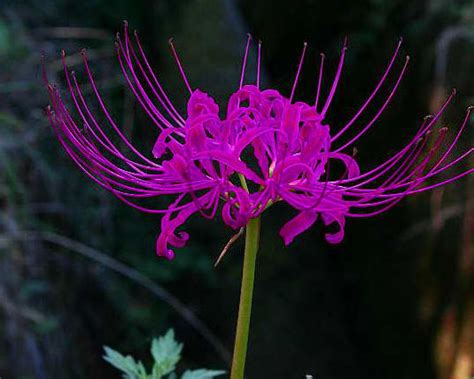 彼岸花荼蘼花|彼岸花的花语及传说